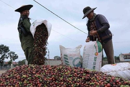 Tận dụng cơ hội từ hiệp định thương mại để đẩy mạnh xuất khẩu cà phê Việt sang Anh