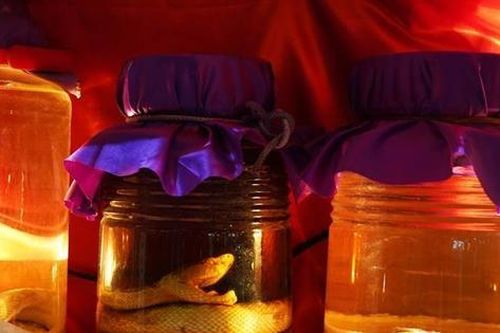 Mở bình rượu rắn đã ngâm 1 năm, người cha ở Trung Quốc bị rắn 'hồi sinh' cắn thẳng vào tay