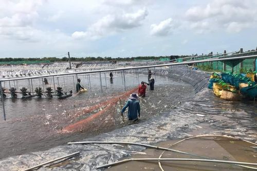 Giá đầu vào tăng, người nuôi tôm lao đao