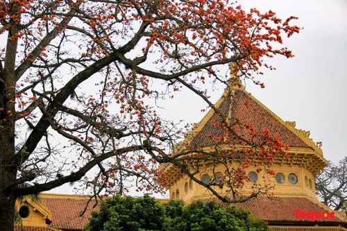 Bảo tàng Lịch sử Quốc gia rực rỡ trong sắc hoa gạo tháng 3