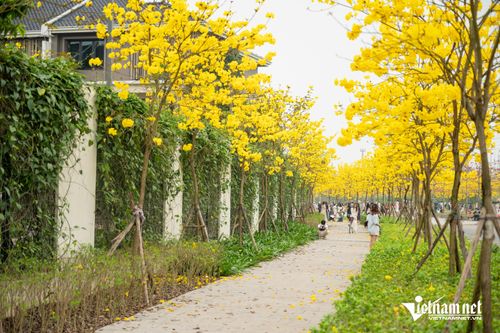 Vác thang, bê xe đạp làm đạo cụ check-in đường hoa phong linh rực rỡ ở Hà Nội