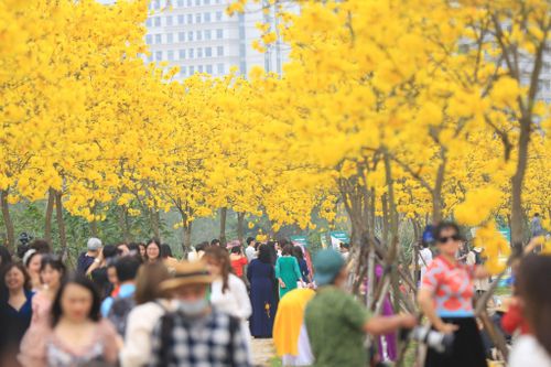 Hà Nội: Người dân đổ xô đi ngắm sắc vàng của hoa phong linh nở rộ