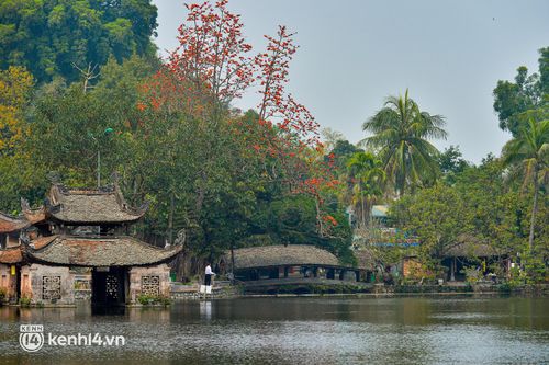 Tháng 3, ngắm hoa gạo nở đỏ rực bên trong ngôi chùa nghìn năm tuổi ở Hà Nội