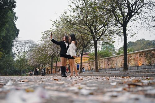 Giới trẻ đổ về con đường ngập sắc hoa ban tím ở Hà Nội