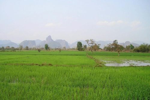 Chuyển đổi 30,8ha đất trồng lúa ở Phú Thọ làm dự án khu đô thị