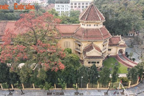 Tận ngắm cây gạo 'siêu khủng' được đưa vào tour du lịch Hà Nội