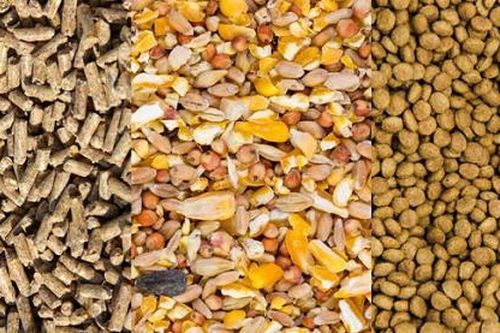 Tìm giải pháp giảm giá thức ăn chăn nuôi