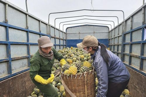 Nghệ An: Dứa giảm giá một nửa, nông dân quay quắt tìm đầu ra