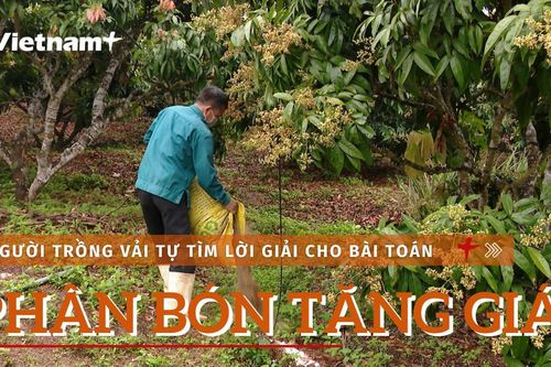 Người trồng vải tự giải bài toán giá phân bón tăng cao