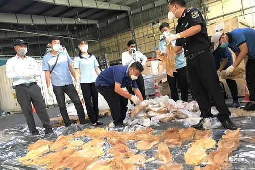 TP. Hồ Chí Minh: Hải quan bắt giữ gần 45 kg bong bóng cá hiếm