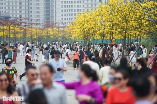 Vườn hoa phong linh gây 'sốt' ở Hà Nội dừng đón khách chụp ảnh