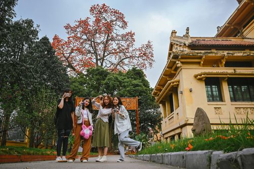 Cây hoa gạo lớn ở Hà Nội bung nở thu hút giới trẻ