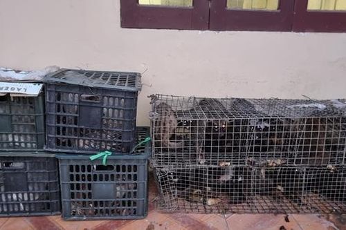 Phát hiện 'kho' cầy hương trên xe khách