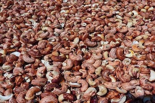 Theo Luật Hàng hải, 36 lô hạt điều xuất khẩu sang Ý có thể bị 'mất trắng'