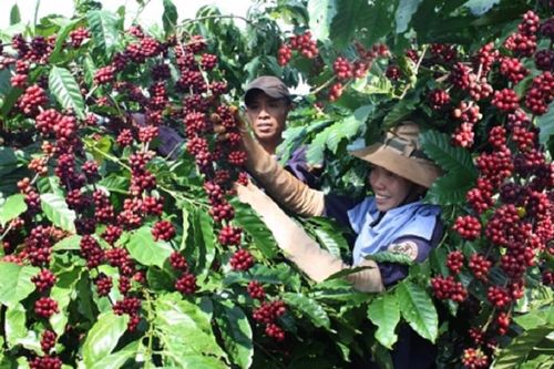 Cà phê Việt Nam tìm đường gia tăng xuất khẩu sang EU