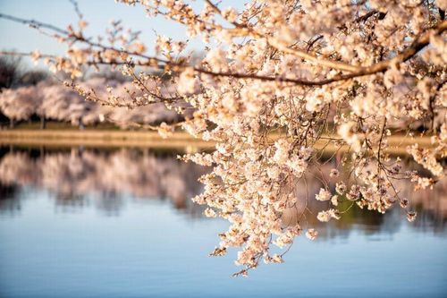 Du khách háo hức thưởng lãm hoa anh đào mới bật nở