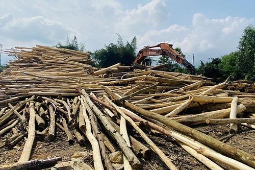 Nguy cơ 'đóng cửa' rừng keo Quảng Ngãi vì giá giảm sâu