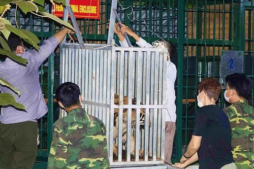 Quảng Bình tiếp nhận, chăm sóc 7 cá thể hổ Đông Dương