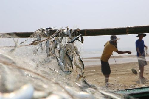 Nửa ngày ra biển thu hàng tấn cá, ngư dân bám bờ thu chục triệu