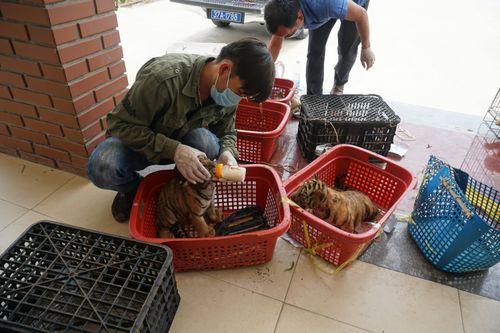 Cận cảnh hành trình đưa 7 cá thể hổ Đông Dương về ngôi nhà mới