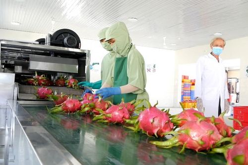 Dự án VCED - Thúc đẩy mô hình hợp tác xã kiểu mới cho nông dân Việt Nam