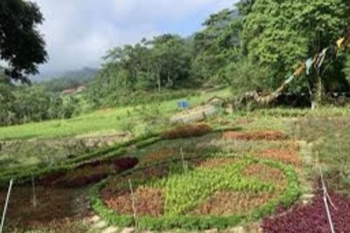 Đà Nẵng: Không cung cấp dịch vụ lưu trú khi thí điểm mô hình du lịch trên đất nông nghiệp