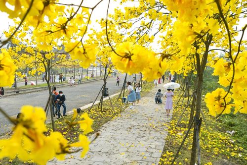 Kiếm cả chục triệu đồng mỗi ngày nhờ hoa phong linh