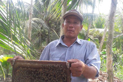 Kiếm tiền triệu mỗi tuần từ nuôi ong thiên nhiên lấy mật