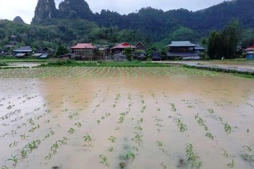 Mưa lũ gây nhiều thiệt hại về hoa màu tại Bắc Kạn