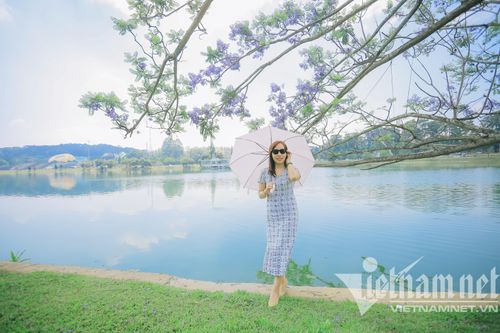 Phượng tím 'nhuộm màu' phố Đà Lạt, hoa 'trải thảm' đường đẹp mộng mơ