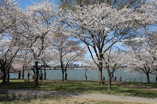Mỹ: Gần 3.000 cây hoa anh đào khoe sắc rực rỡ ở thủ đô Washington