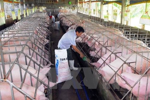Hà Nội phát triển chăn nuôi theo hướng hiện đại