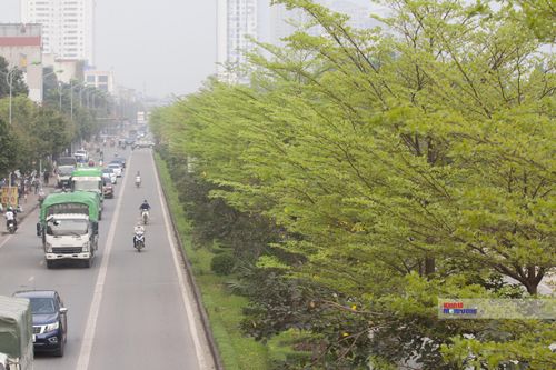 Cận cảnh vẻ đẹp của cây bàng lá nhỏ đầy sức sống giữa lòng Thủ đô