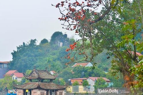 Rực rỡ sắc đỏ hoa gạo tháng 3