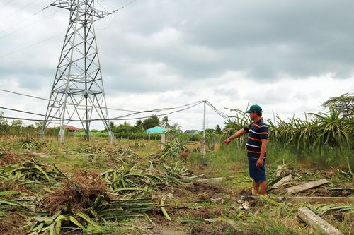 Nhiều nông dân phá bỏ vườn thanh long