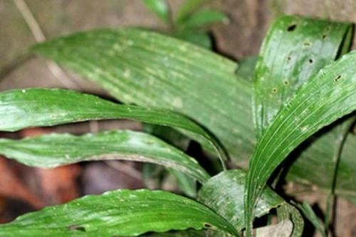 Phát hiện loài thực vật (sâm cau) mới ở Việt Nam