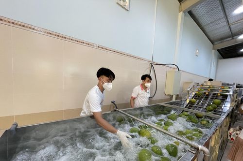 Xuất khẩu bưởi sang Canada nhờ dự án Phát triển hợp tác xã Việt Nam
