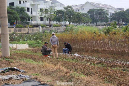 Đến lượt Hà Nội tạm dừng phân lô, tách thửa với đất nông nghiệp