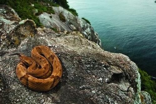 Brazil: Tìm hiểu đảo rắn độc - nơi không có người sinh sống