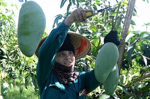 Xuất khẩu xoài: Cách nào để gia tăng thị phần?