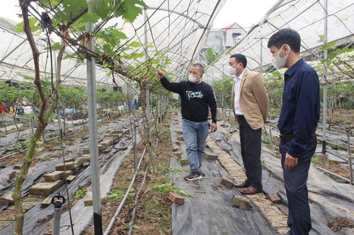 Tập trung nguồn lực hỗ trợ phát triển sản xuất nông nghiệp