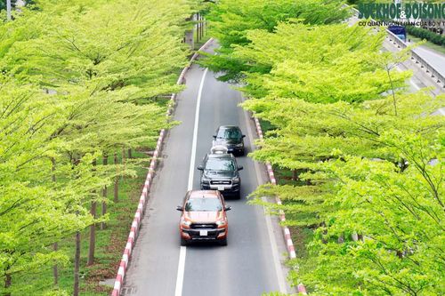 Bàng lá nhỏ 'thay áo', đường phố Hà Nội bất chợt đẹp nao lòng