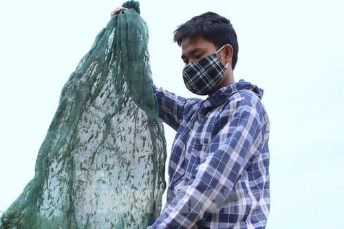 Vượt gần 100km đi săn cào cào, người dân kiếm tiền triệu mỗi ngày