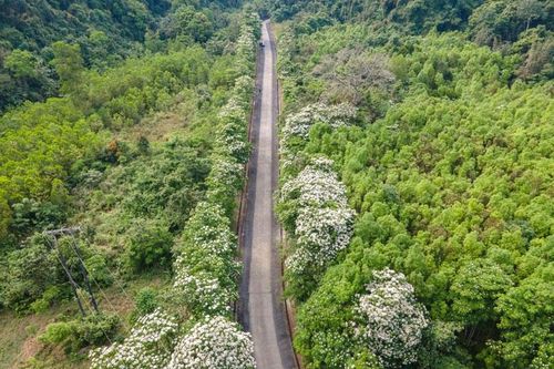 Hoa trẩu nở trắng trời ở miền Tây Quảng Trị