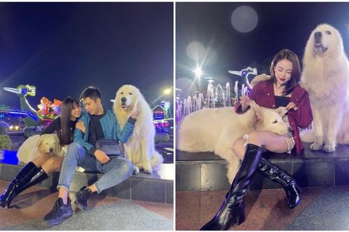 Xôn xao 2 chú chó tại Đà Lạt 'làm việc' quanh năm vì 'miếng cơm manh áo', netizen rần rần khoe ảnh chung