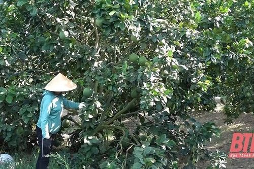 Phát triển cây ăn quả ở huyện Như Xuân