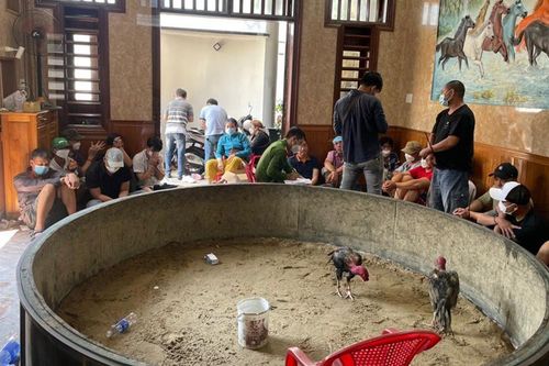 Truy quét sới gà đá ăn tiền tại Đà Nẵng
