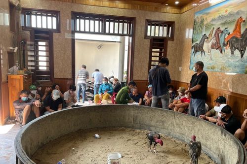 Mở sới gà ngay ở phòng khách, tiền cá độ lên tới 500 triệu đồng