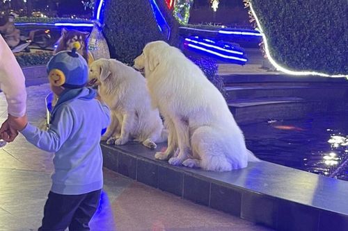 Đem chó cho du khách tại Đà Lạt chụp ảnh, chủ nhân nhận về nhiều ý kiến trái chiều