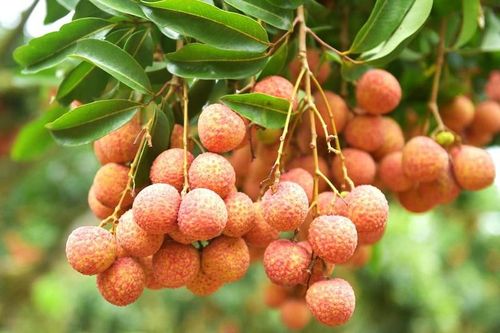 Bắc Giang lên kế hoạch đưa vải thiều đi Mỹ